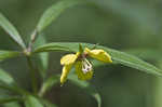 Lanceleaf loosestrife